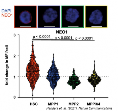 How blood stem cells maintain their lifelong potential for self-renewal – New publication in Nature Communications