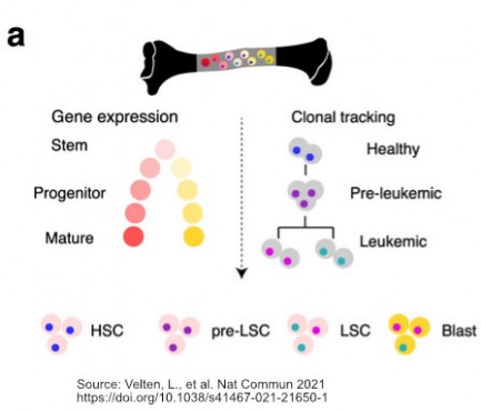 MutaSeq: Single-cell analysis of leukemic stem cells – Cooperation with Velten and Steinmetz Lab published in Nature Communications